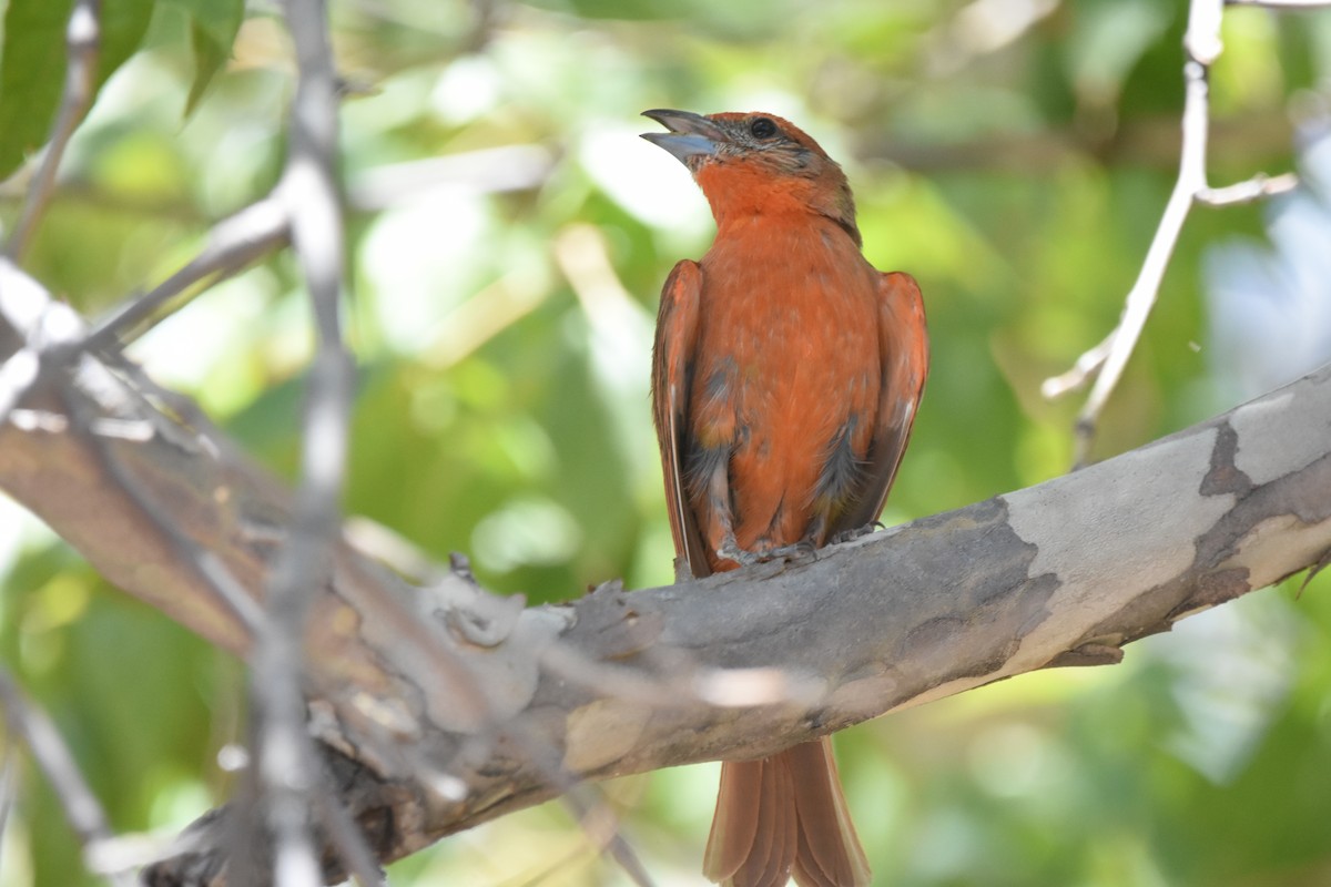Hepatic Tanager - ML643853879