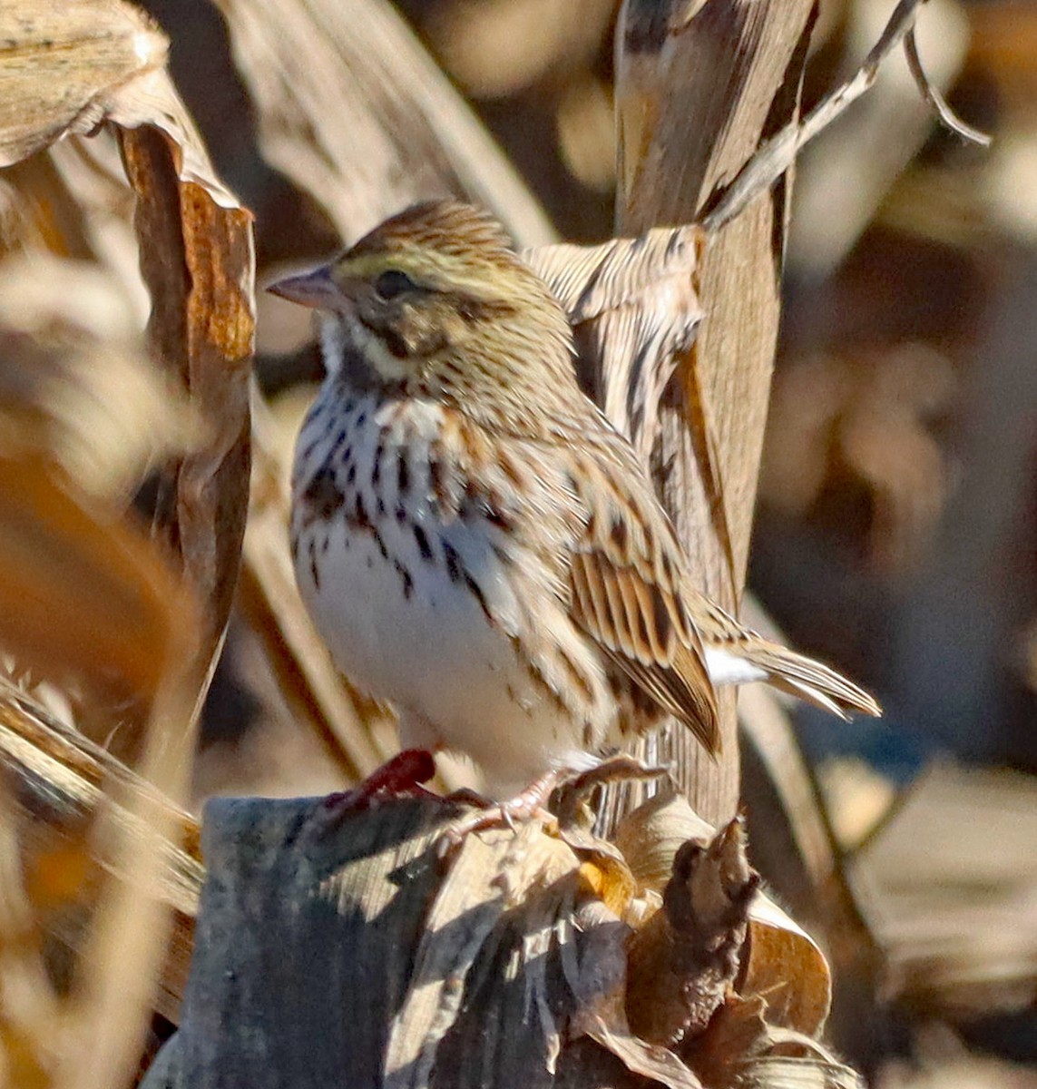 Savannah Sparrow - ML643853881