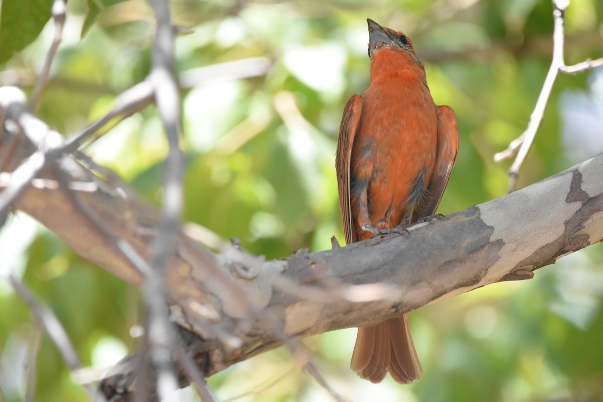 Hepatic Tanager - ML643853882
