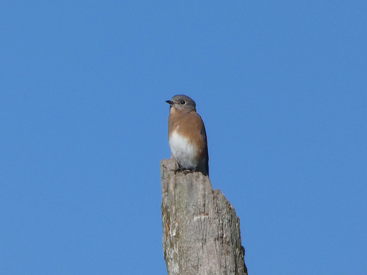 Eastern Bluebird - ML643853883