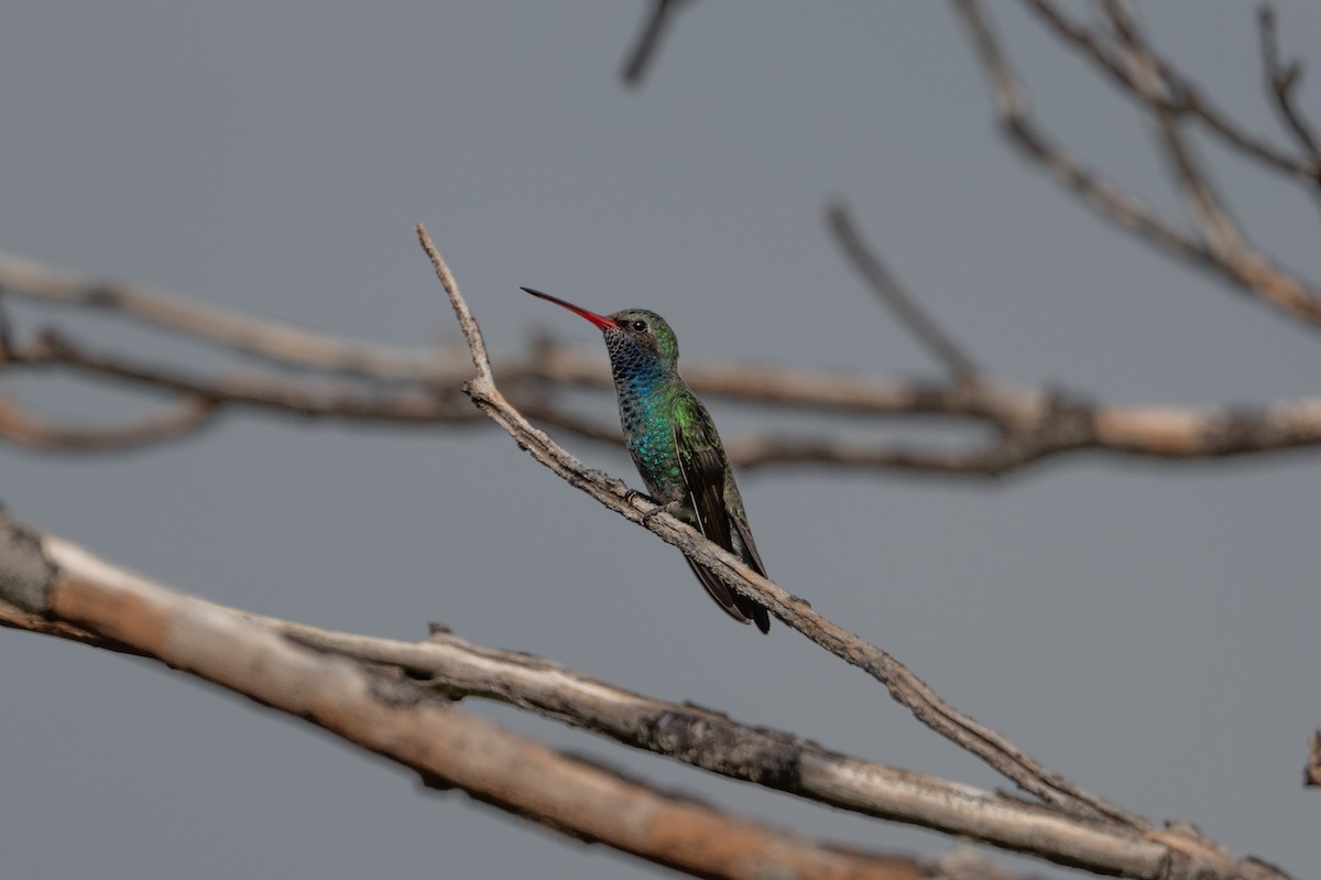 Broad-billed Hummingbird - ML643853886