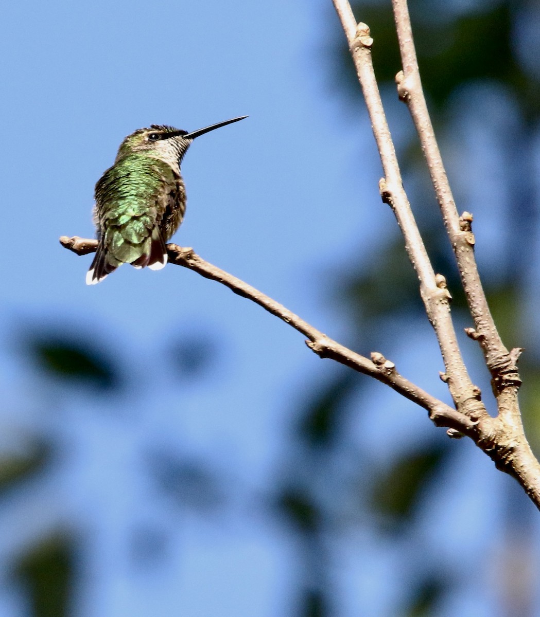Ruby-throated Hummingbird - ML643853890