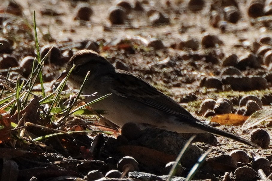 Chipping Sparrow - ML643853899