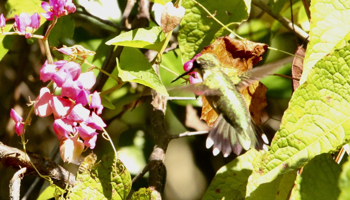 Ruby-throated Hummingbird - ML643853909