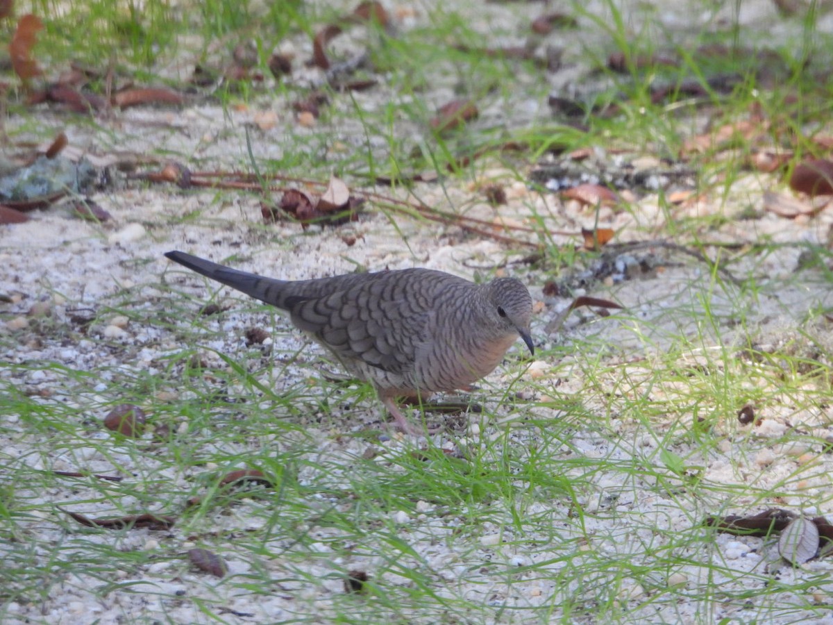 Inca Dove - ML643853928