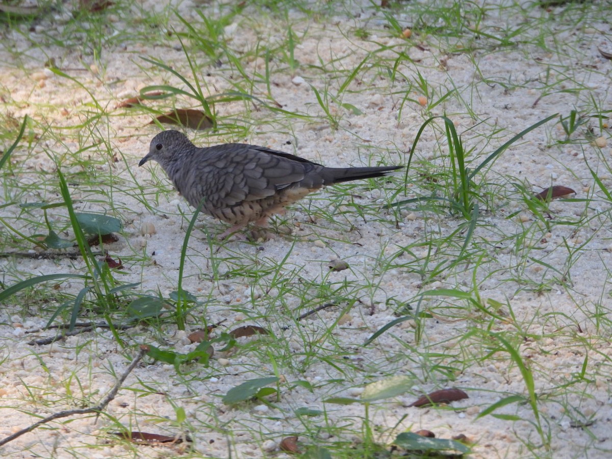 Inca Dove - ML643853929