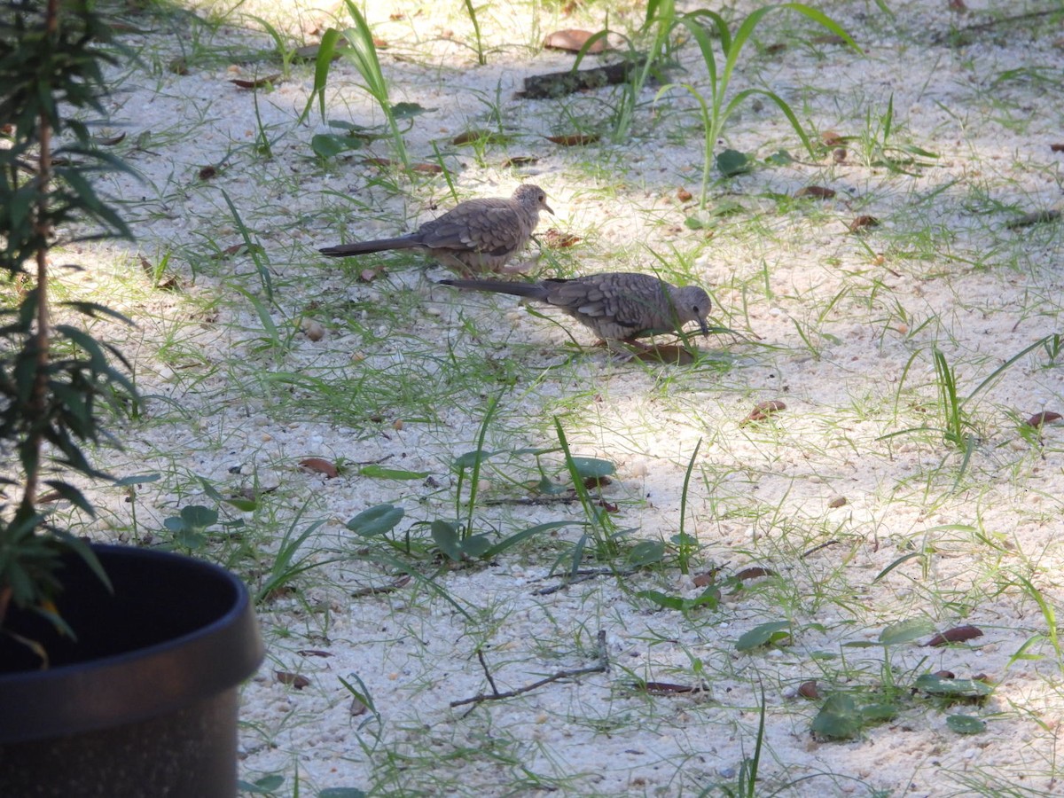 Inca Dove - ML643853930