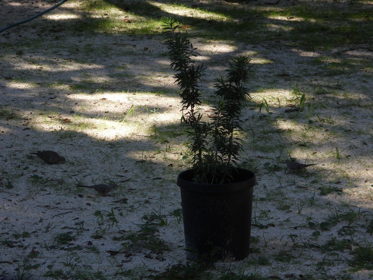 Inca Dove - ML643853931