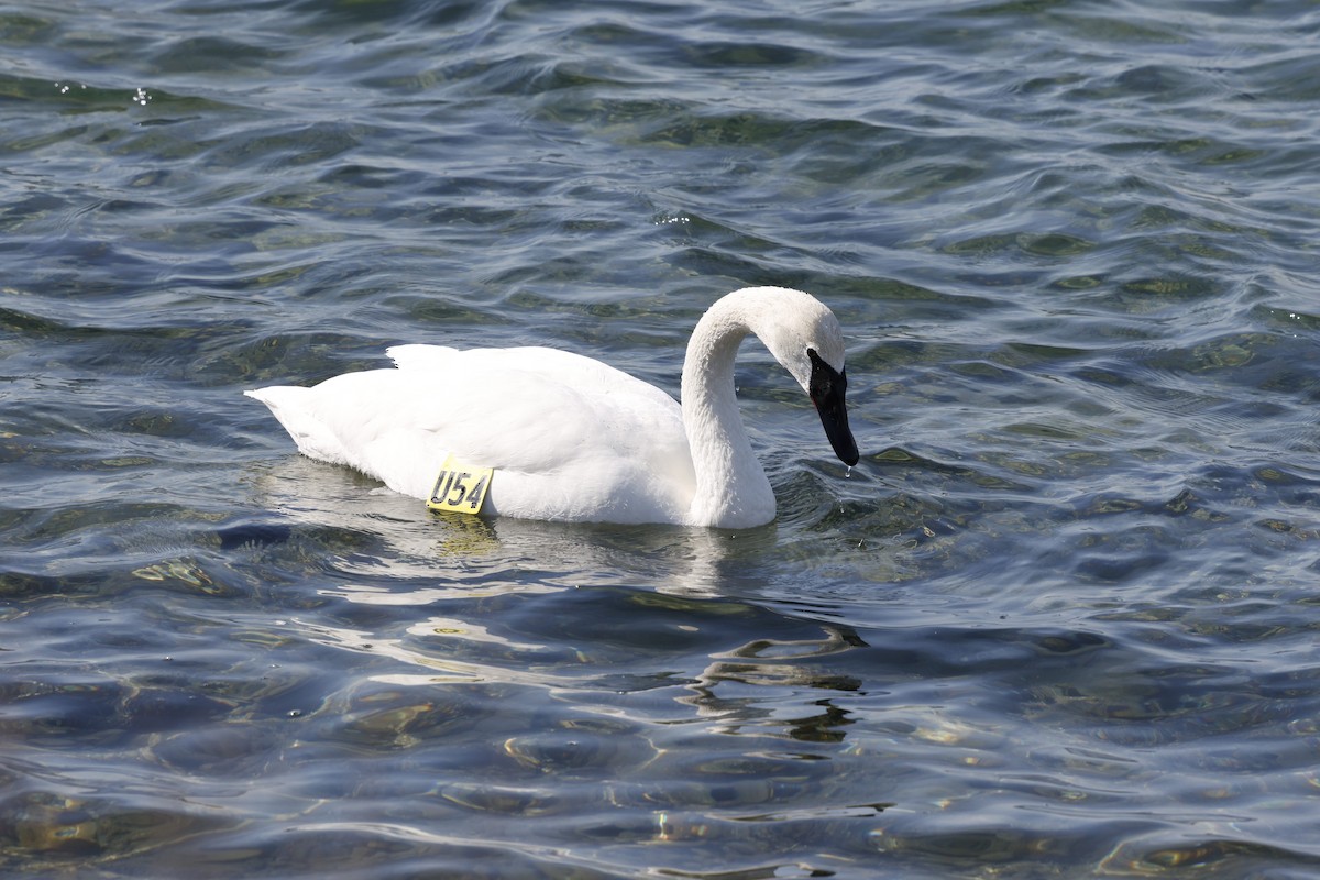 Trumpeter Swan - ML643853940