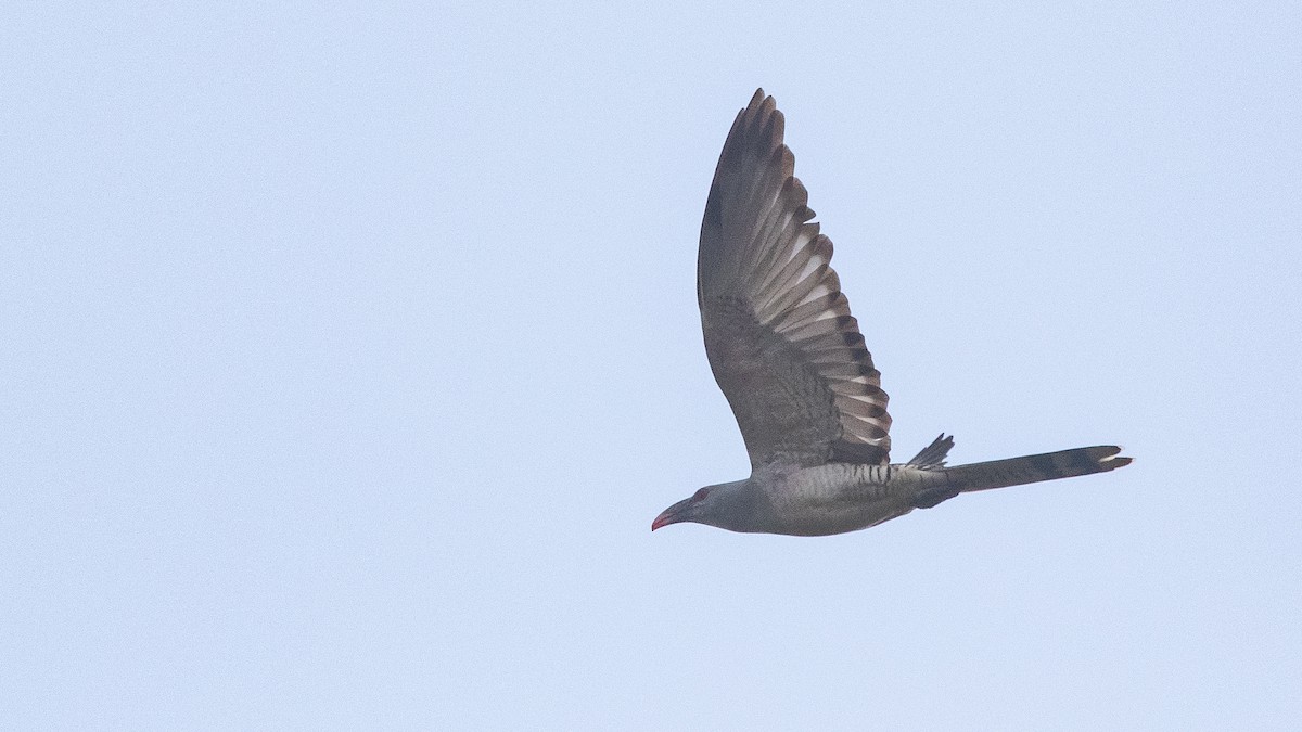 Channel-billed Cuckoo - ML643853941