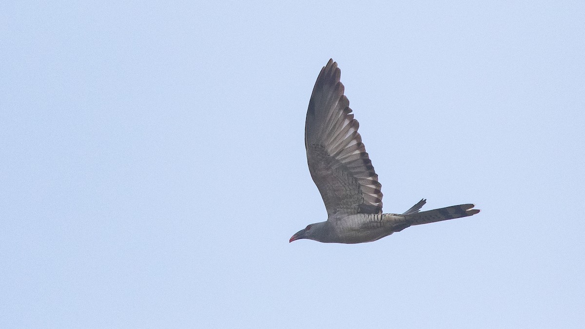 Channel-billed Cuckoo - ML643853942