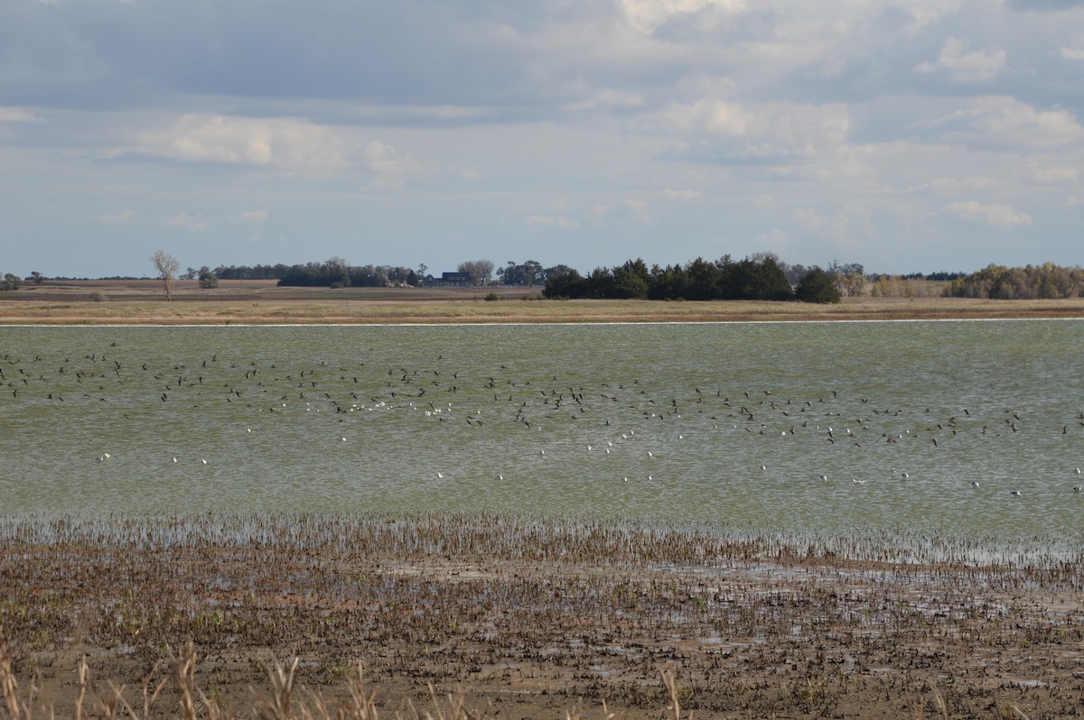 Long-billed Dowitcher - ML643853959