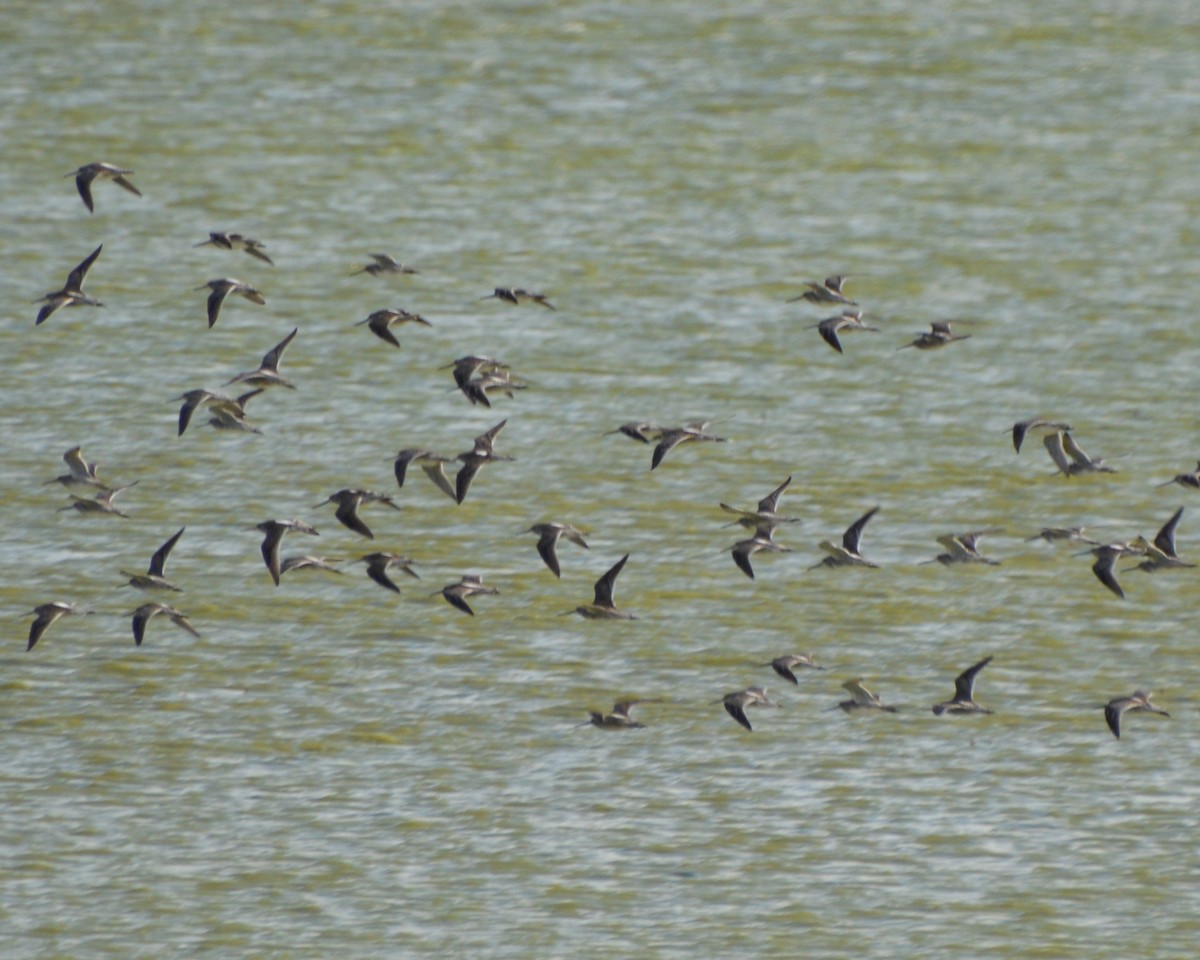 Long-billed Dowitcher - ML643853967