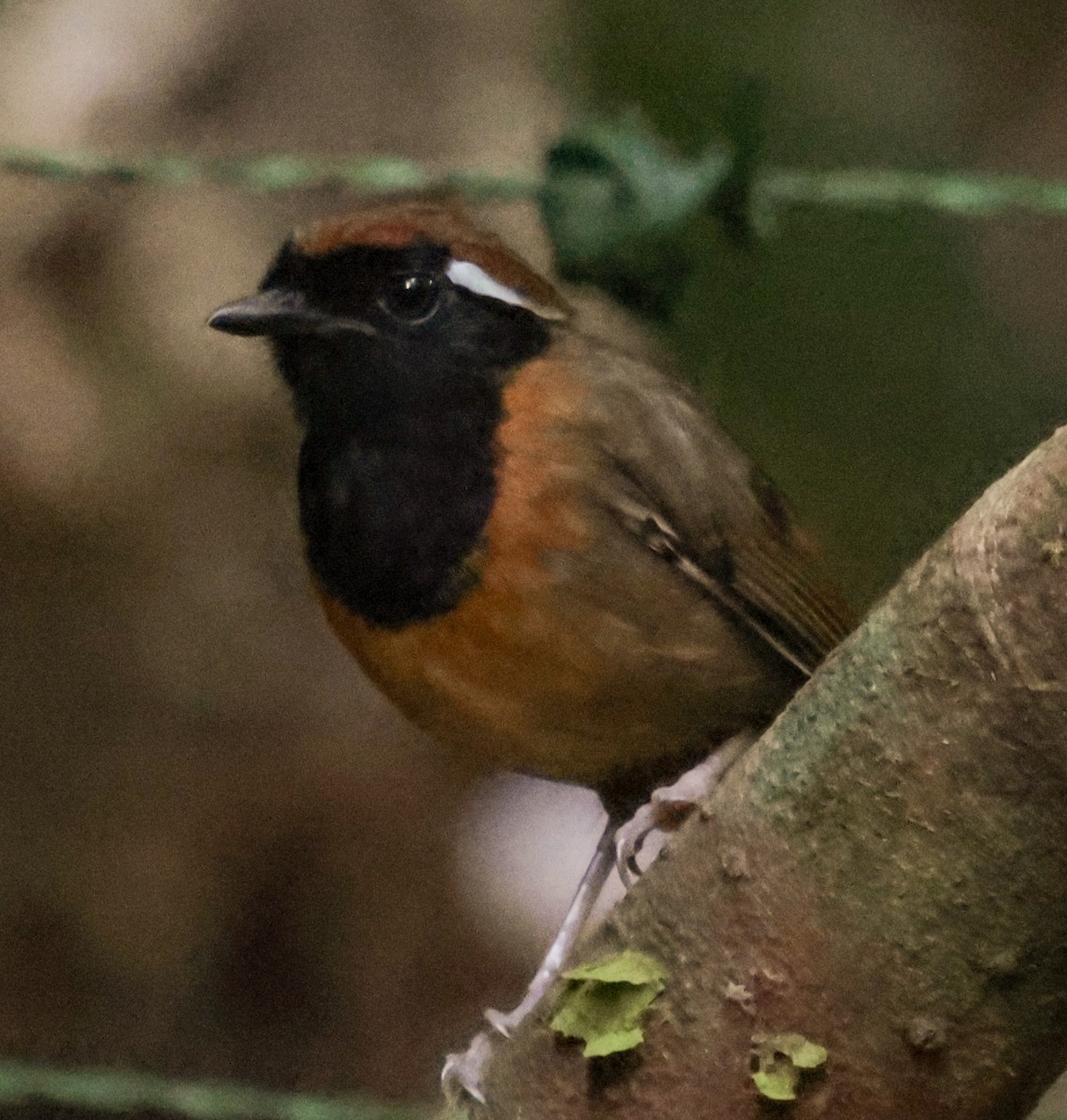 svartbrystmyggeter - ML643853971