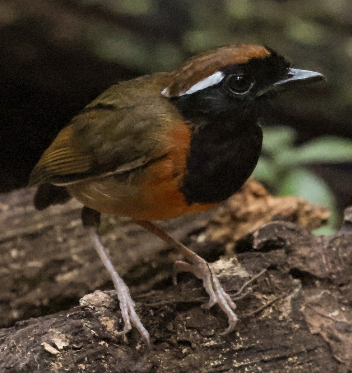 svartbrystmyggeter - ML643853972