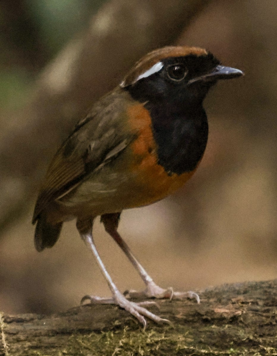 svartbrystmyggeter - ML643853973