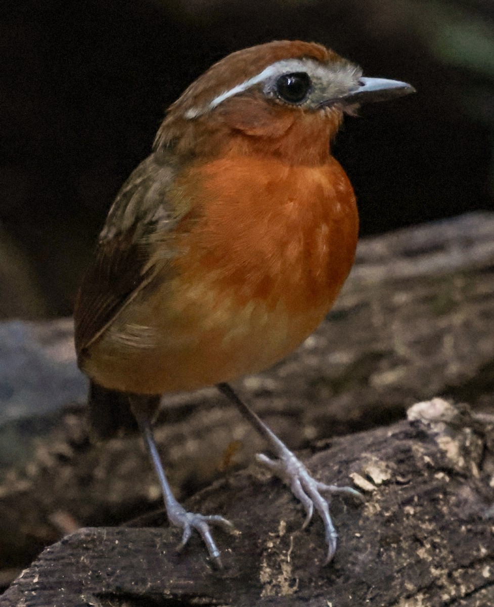 svartbrystmyggeter - ML643853974