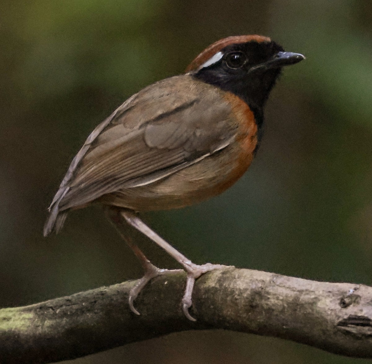 svartbrystmyggeter - ML643853976