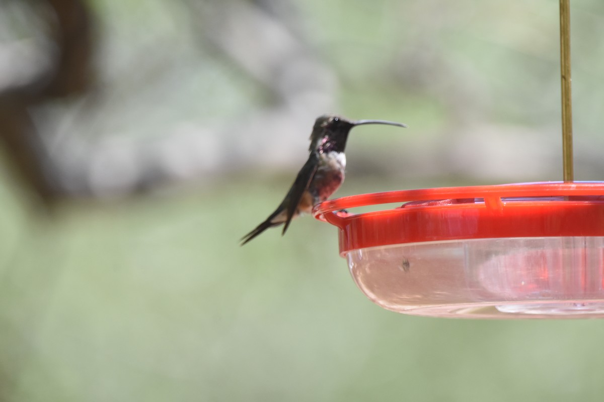 Lucifer Hummingbird - ML643853993