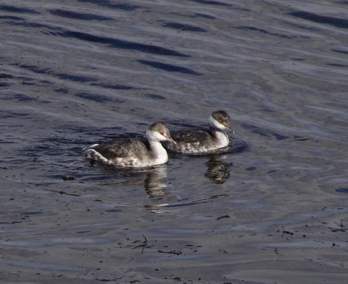 Horned Grebe - ML643853994