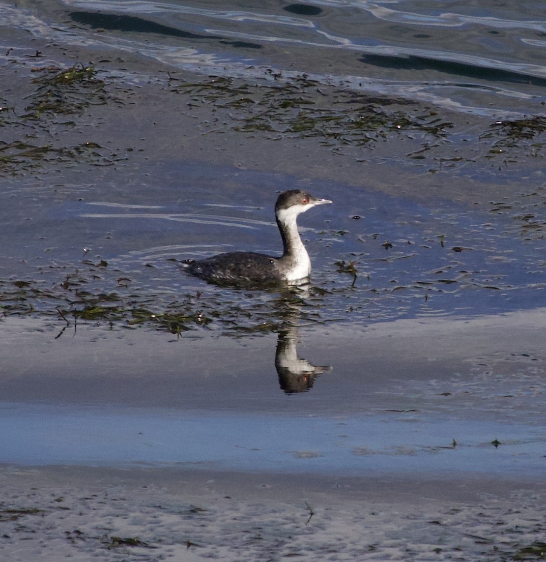 Horned Grebe - ML643853996