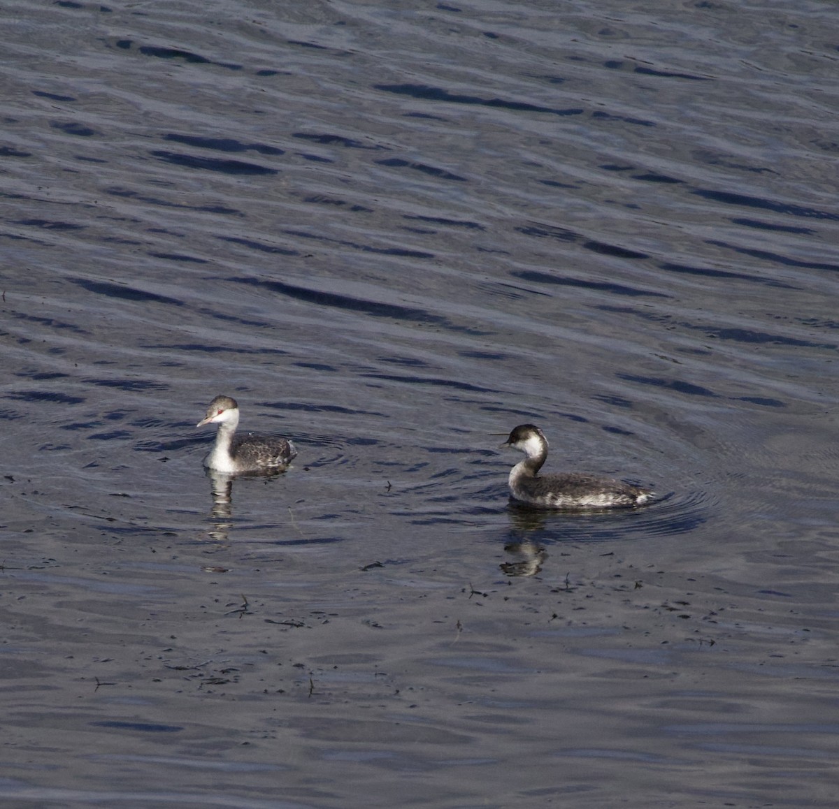 Horned Grebe - ML643853997