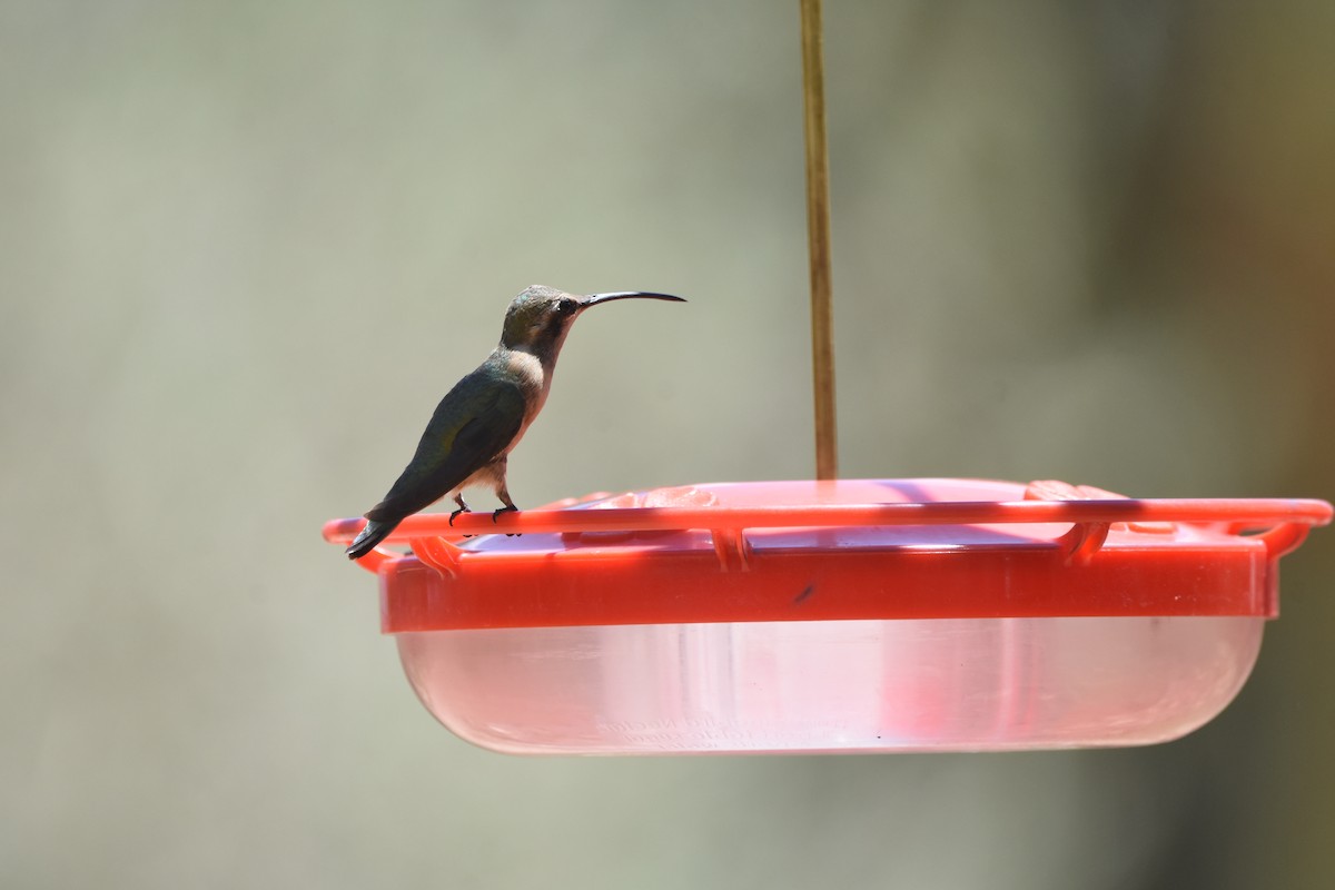 Lucifer Hummingbird - ML643854003