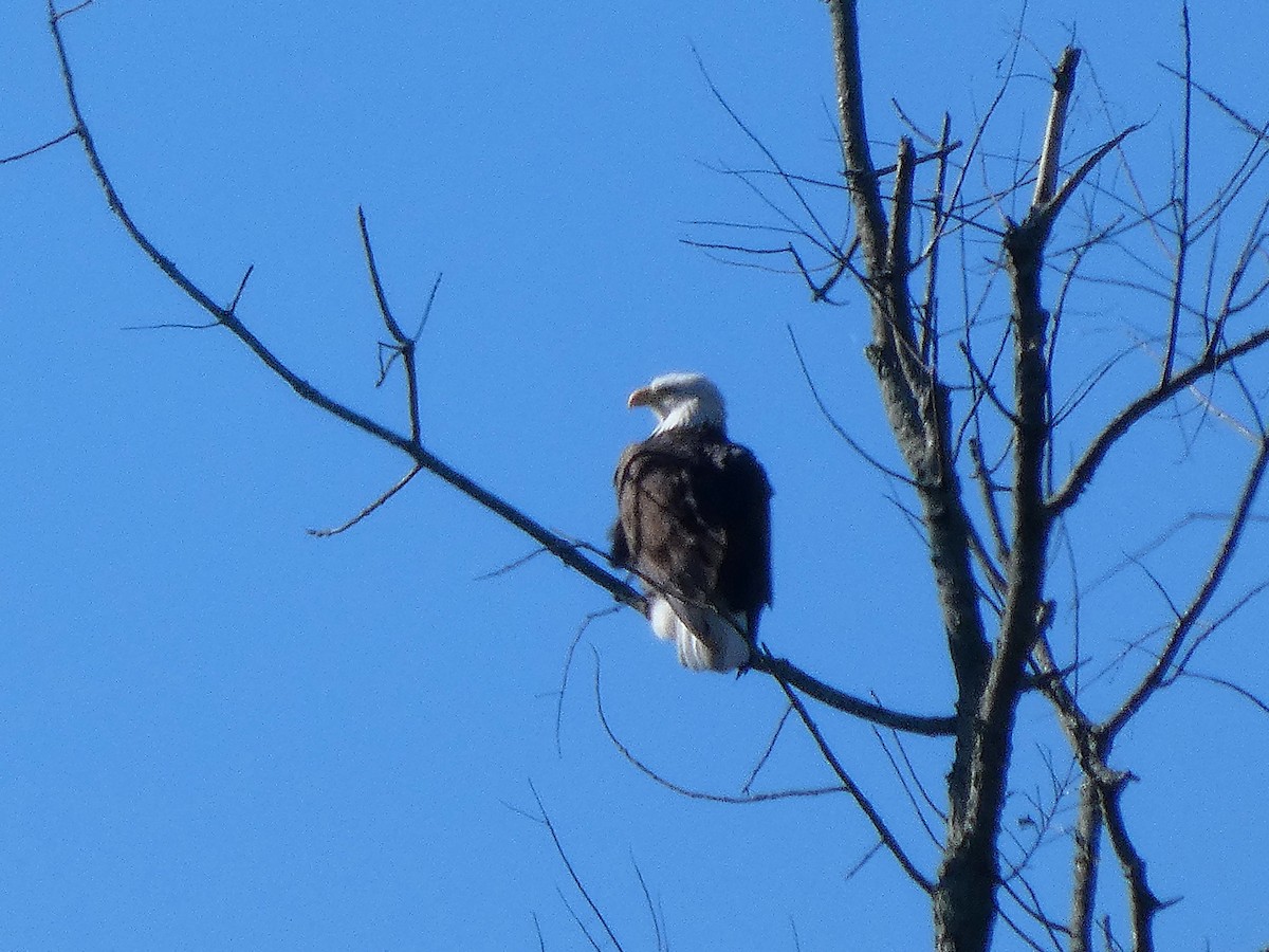 Bald Eagle - ML643854008