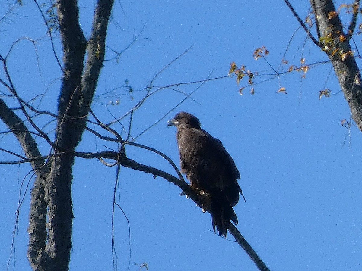 Bald Eagle - ML643854009