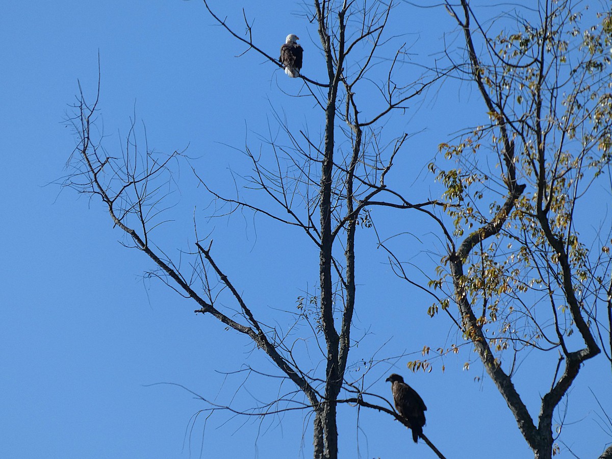 Bald Eagle - ML643854010