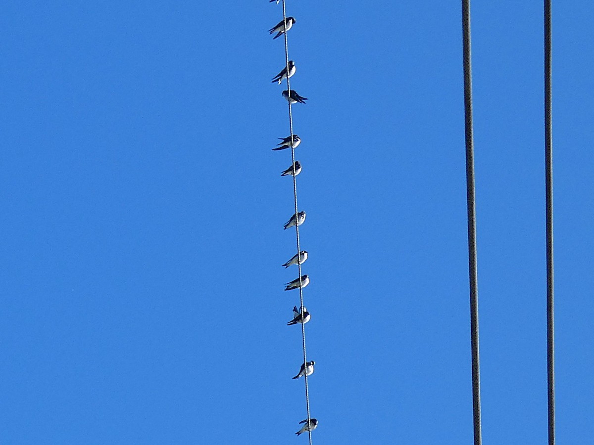 Tree Swallow - ML643854020