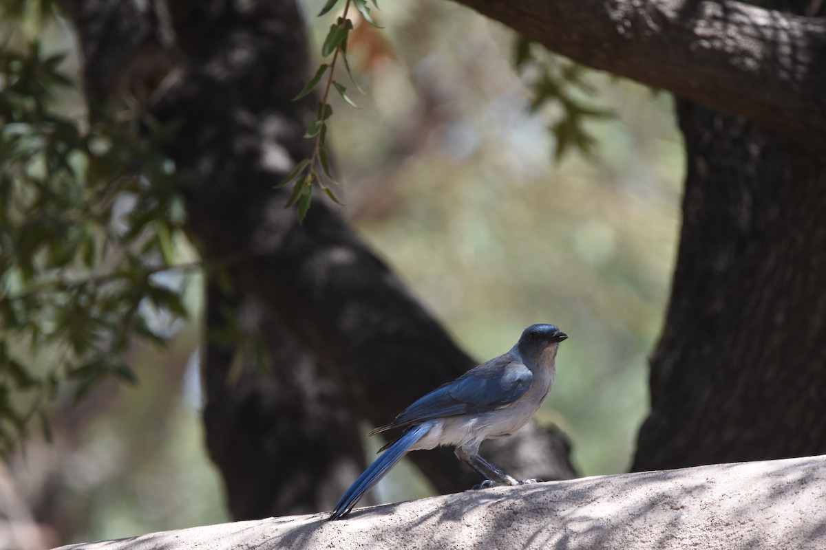 Mexican Jay (Arizona) - ML643854021