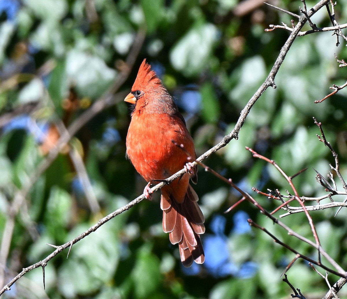 Cardinal rouge - ML643854025