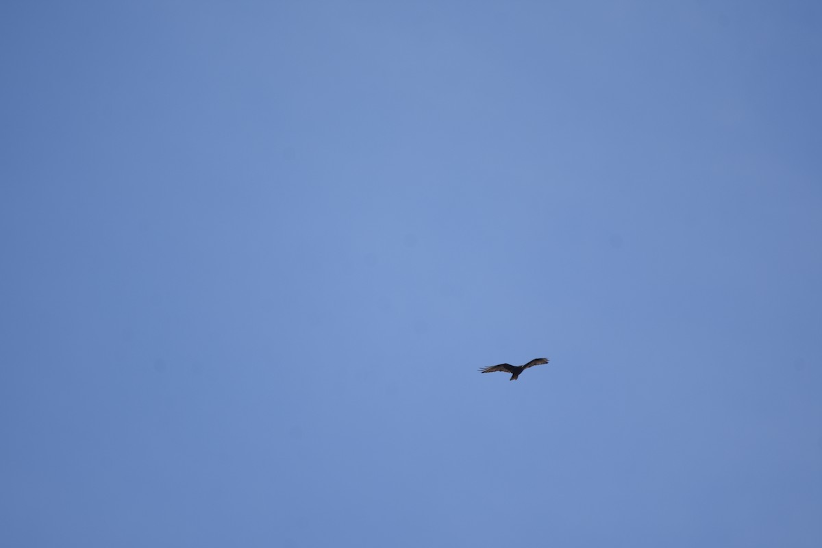 Zone-tailed Hawk - ML643854054