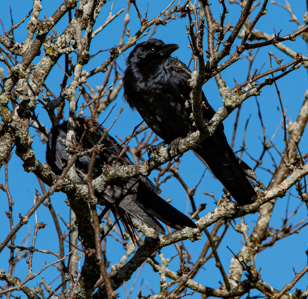 Fish Crow - ML643854077