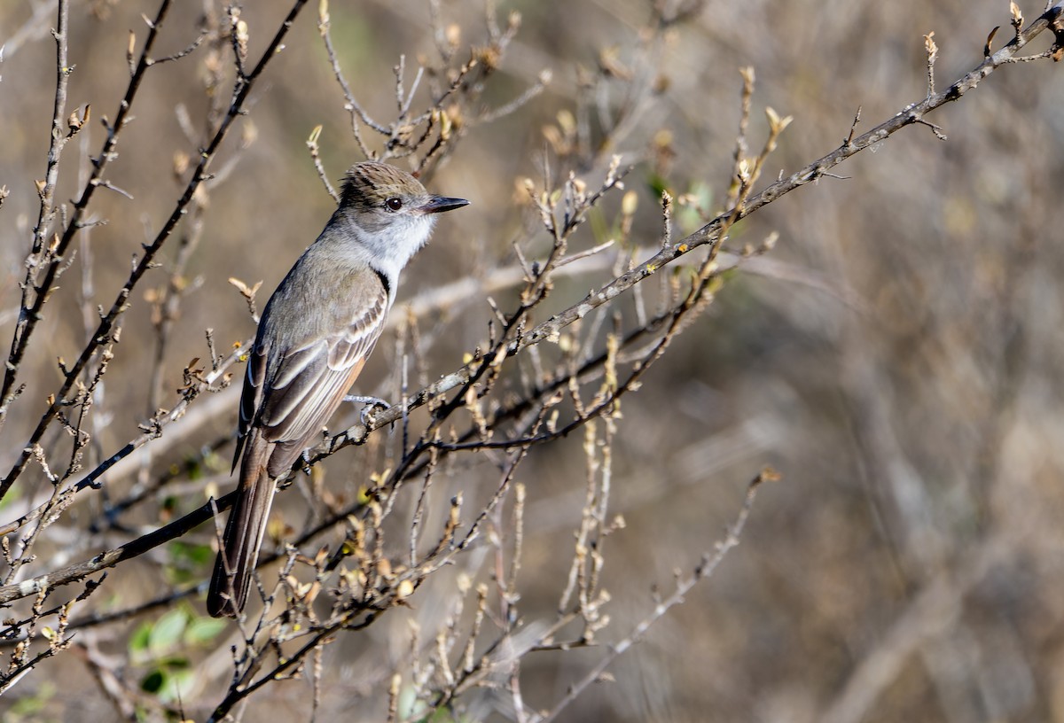 Brown-crested Flycatcher - ML643854094