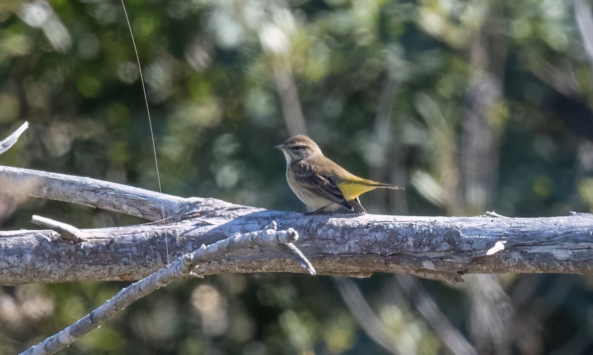 Palm Warbler (Western) - ML643854096