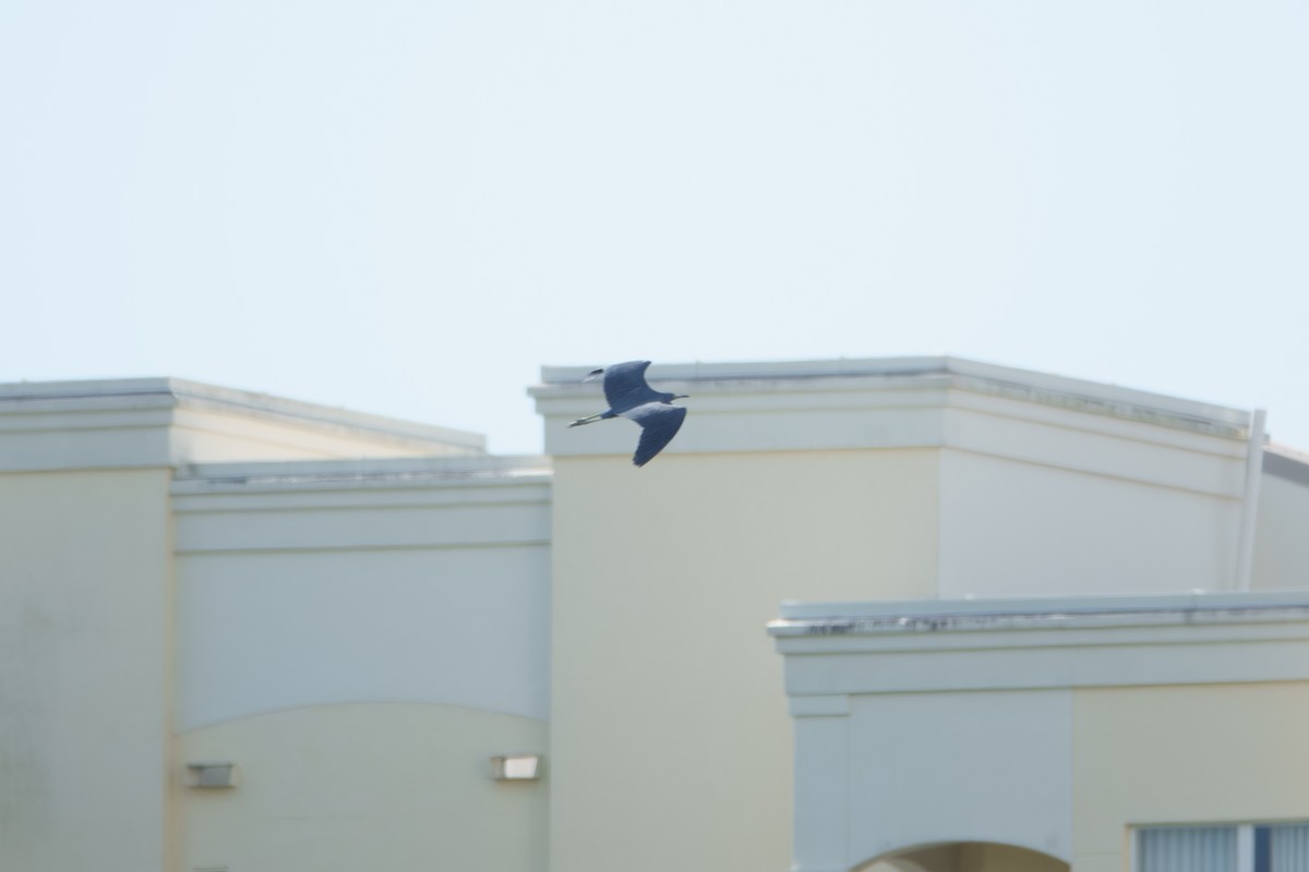 Little Blue Heron - ML643854100