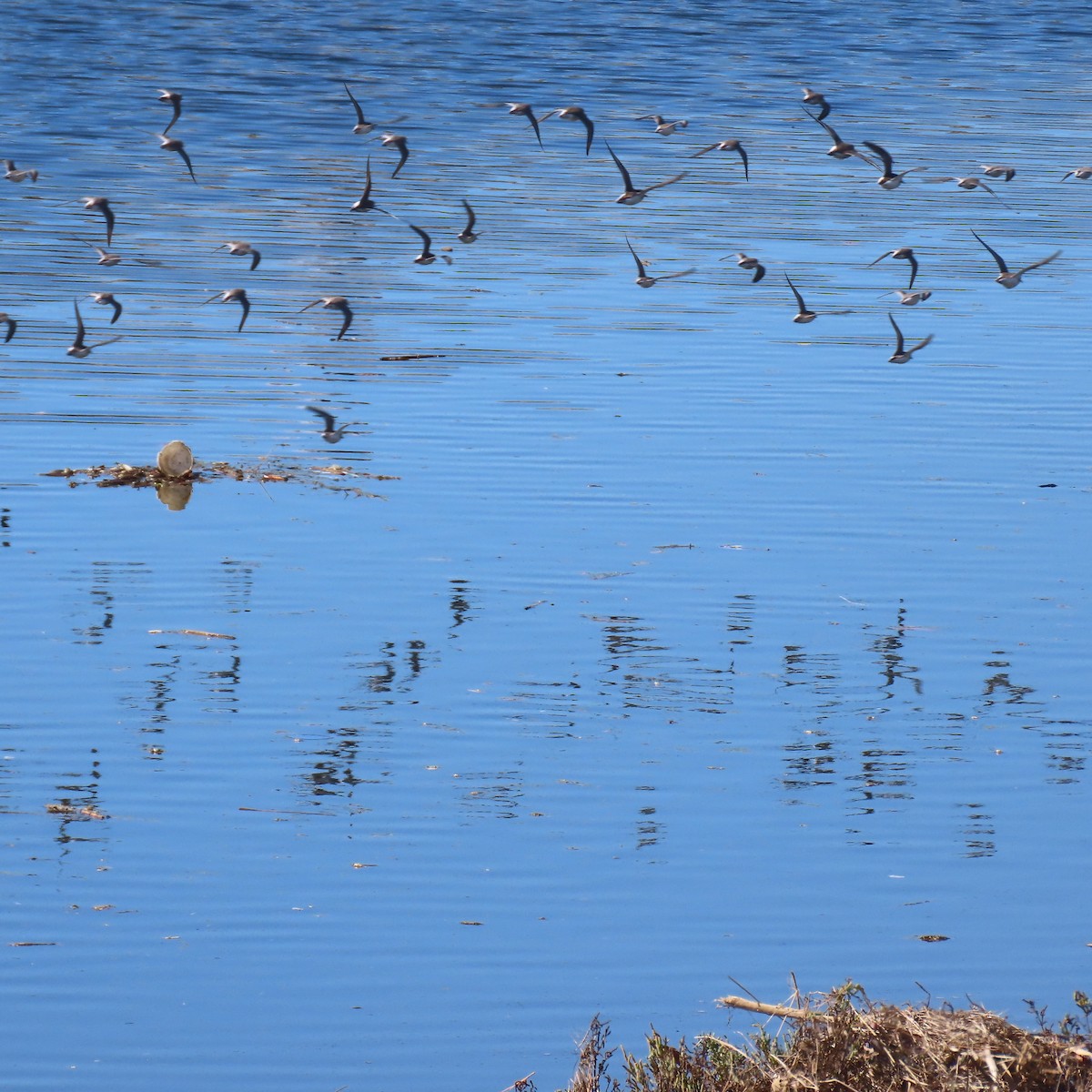 tanımsız küçük kumkuşu (Calidris sp.) - ML643854105