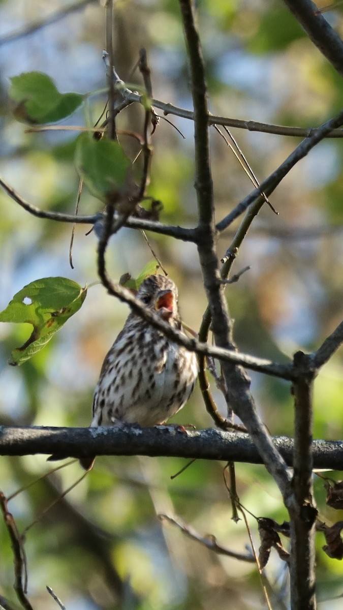 Purple Finch - ML643854128
