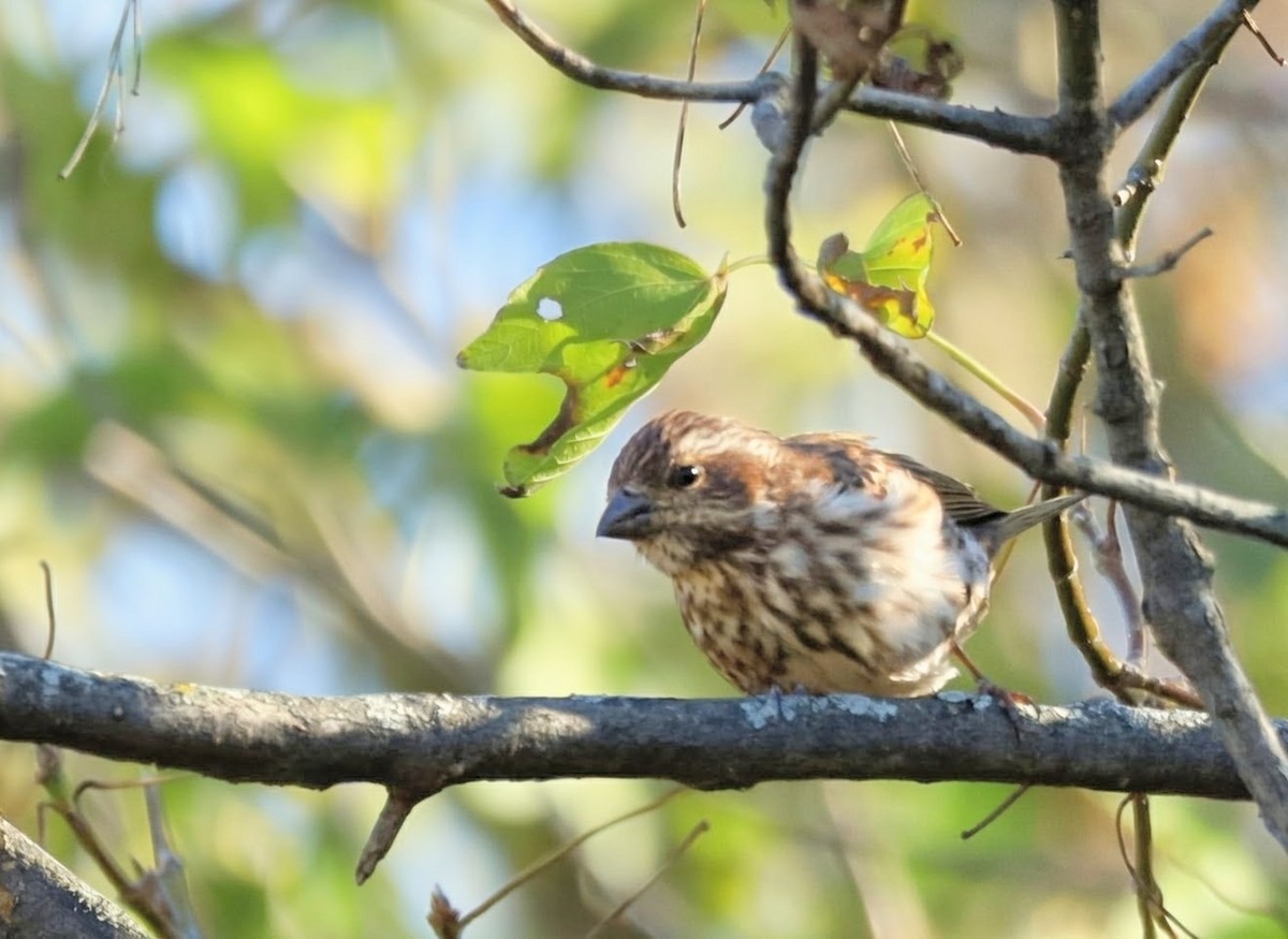 Purple Finch - ML643854129
