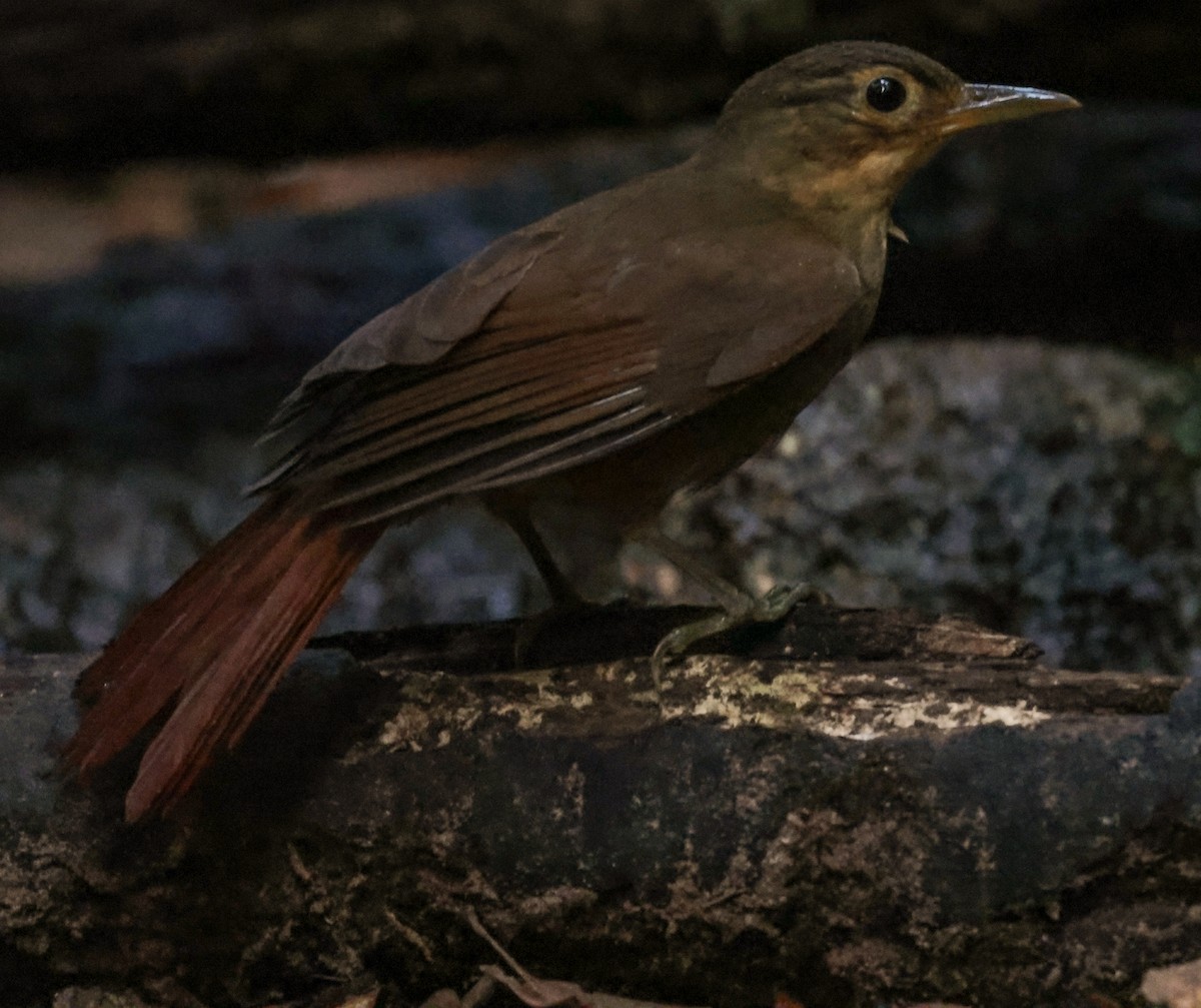 Ochre-throated Foliage-gleaner - ML643854142