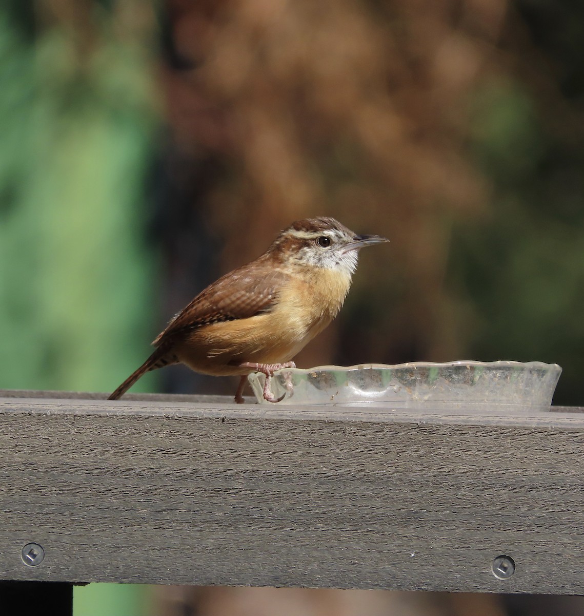 Carolina Wren - ML643854148