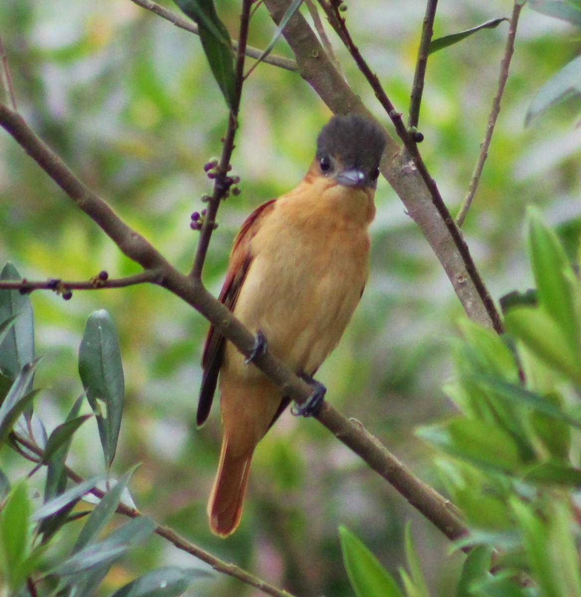 Crested Becard - ML643854155