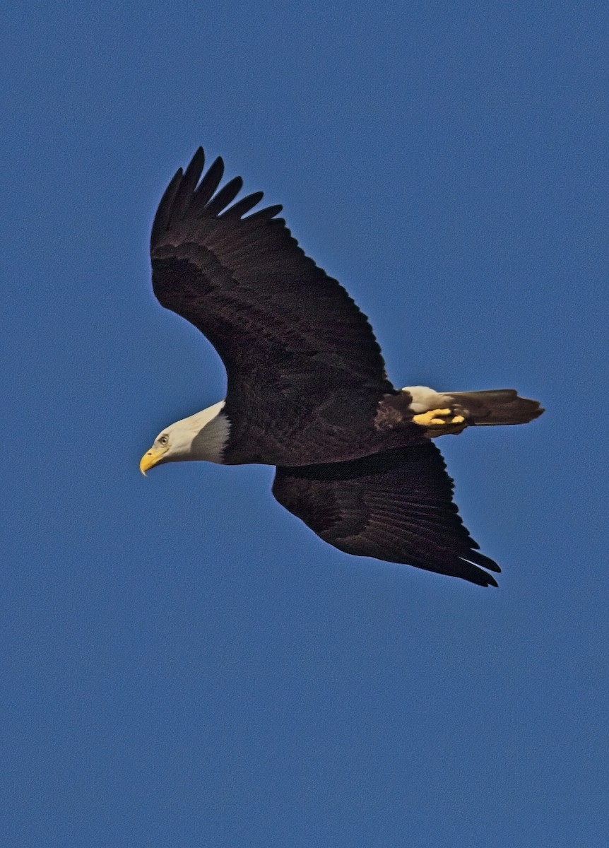 Bald Eagle - ML643854158