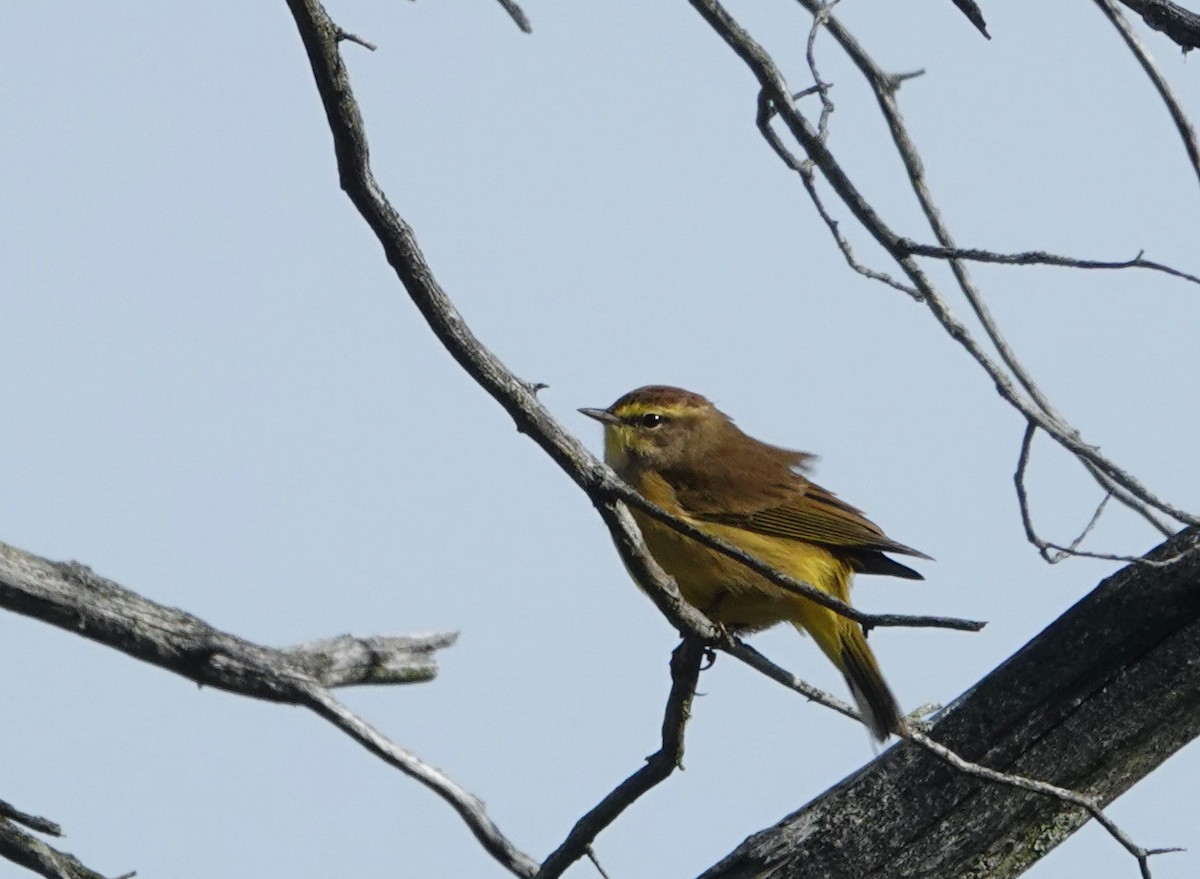 Palm Warbler - ML643854159