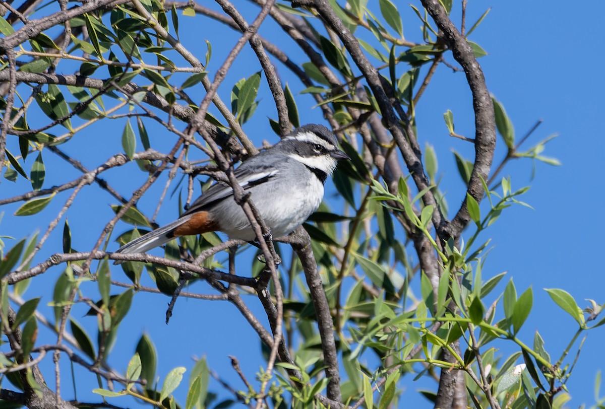 Ringed Warbling Finch - ML643854162