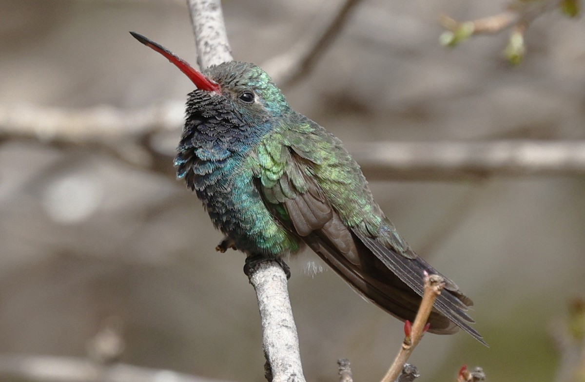 Broad-billed Hummingbird - ML643854169