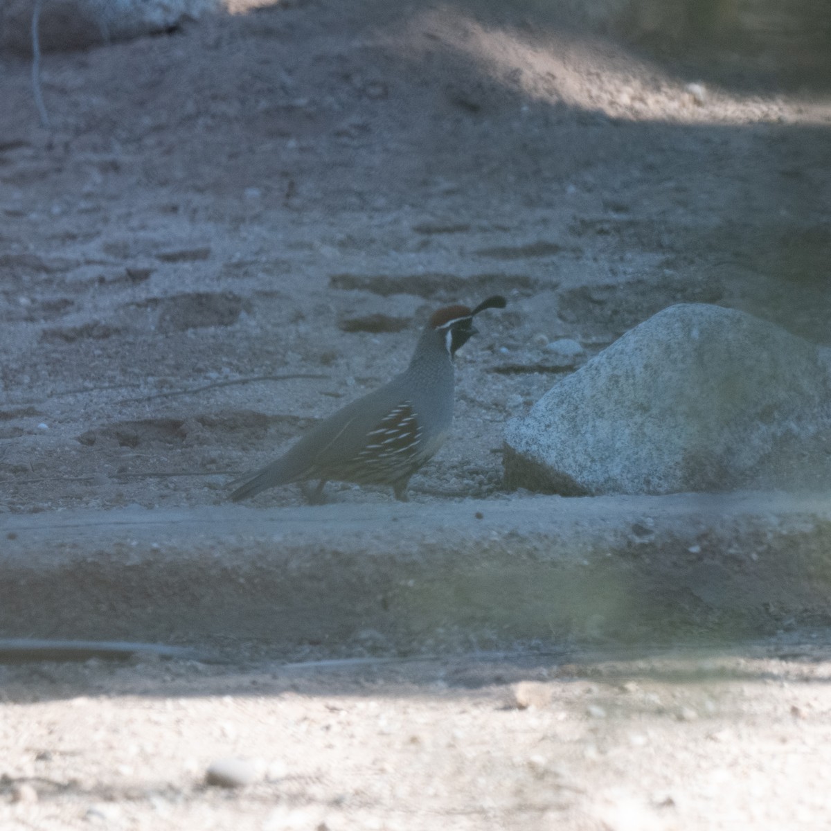 Gambel's Quail - ML643854178