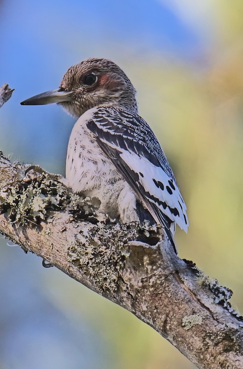 Pic à tête rouge - ML643854193